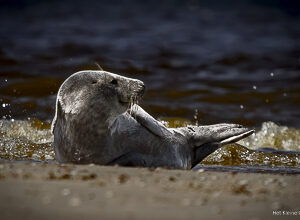 Seal